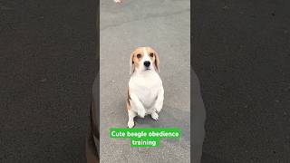 Cute beagle obedience training session 174 shorts [upl. by Ahtebbat]