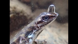 Anolis Lizards Rebreathing Underwater [upl. by Nnaihs769]