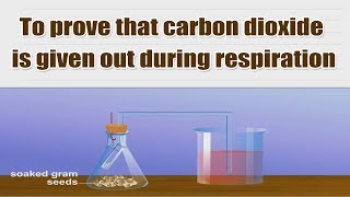 To prove that carbon dioxide is given out during respiration  10th Science Lab [upl. by Vyky]