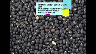 Black gram  Urd  Phaseolus mungo  Vigna mungo  Blackgram Urd [upl. by Hnaht]