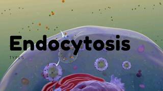 Types of Endocytosis  Phagocytosis  Pinocytosis and Receptor mediated [upl. by Netsruk]