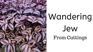 How to Propagate Wandering Jew from Cuttings  Tradescantia Zebrina [upl. by Anirahs]