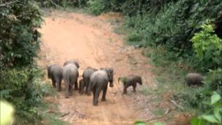 elephant tracking bukit tigapuluh sumatrawmv [upl. by Skill]