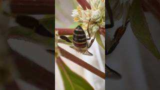 Honeybee Buzzing with joy on the lovely Ponnankanni flower shorts [upl. by Heather463]