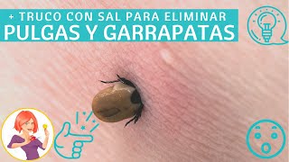 ELIMINA RÁPIDAMENTE LAS PULGAS Y LAS GARRAPATAS CON SAL EN TAN SOLO 5 PASOS [upl. by Roosevelt]