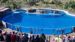 Dolphin show at Palmitos Park [upl. by Idnahr]