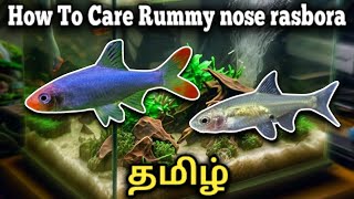 How to care Rummynose rasbora  Sawbwa barb  Tamil [upl. by Marcille]