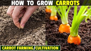 How To Grow Carrots  Carrot Farming  Carrot Cultivation [upl. by Cirde]