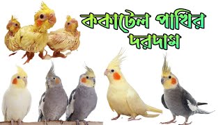 ককাটেল পাখির দাম । Cockatiel bird price in Bangladesh । ককাটেল পাখির দরদাম ।RoufAgro [upl. by Abby920]