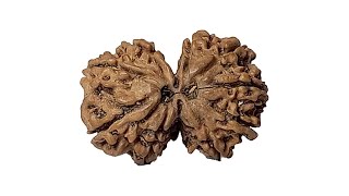 9 Mukhi Gauri Shankar Rudraksha [upl. by Otineb]