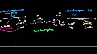 Biochemistry  Catabolism of Lysine to GlutarylSCoA [upl. by Nosemaj623]