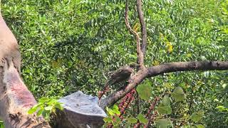 Helmeted Friarbird taking a bath Thala Beach Reserve Queensland [upl. by Aliel]