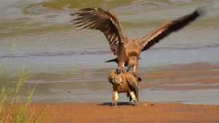 African WhiteBacked Vultures Mating [upl. by Ahsieyn]