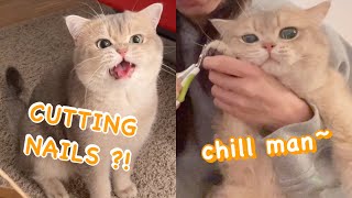 Healing Sound of Cat Meowing  How to safely trim cats nails  meowcash [upl. by Verada415]