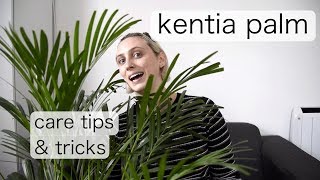 KENTIA PALM Care  Kentia Palm Care Tips and Tricks [upl. by Clayborne]