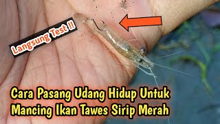 Dua Umpan Ampuh untuk Mancing Ikan Tawes Liar [upl. by Callery308]