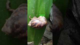 🐌 Gastropod🐌শামুক🐌 [upl. by Oicelem856]