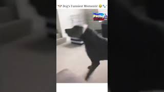 “🐶 Funniest Dog Fails amp Tricks  Ultimate Laughs Compilation 😂🐾” [upl. by Nasus716]