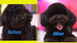 Poodle Grooming Instructions  How to Groom a Poodle  cute baby dogs video 9 [upl. by Airbma]