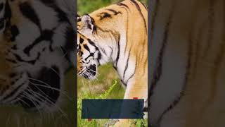 The Tiger Attack at the San Francisco Zoo [upl. by Hendren]