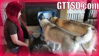 HUSKY HUGS  PetBox Unboxing 18 [upl. by Iel]