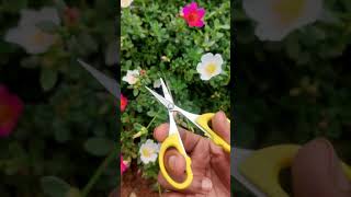 Growing portulaca from cuttings is sooper easy  shorts [upl. by Holcman]