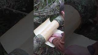 Bushcraft Skill Using Pine Bark bushcraft survival [upl. by Eixela]