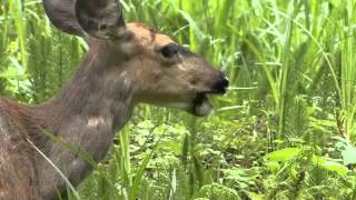 Mountain Moment Deer in a Spring Meadow [upl. by Shayna]