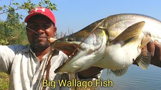 Wallago Attu Fishing Video  Big Grass Corp Fish  Fishing Video [upl. by Fredkin345]