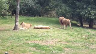 Accouplement de lions [upl. by Devaj87]