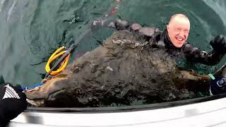 Norway 2022 Halibut Fishing and Spearfishing 198cm Halibut 107kg [upl. by Jefferey]