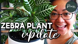 Zebra Plant Propagation Update Aphelandra Squarrosa [upl. by Culbertson685]