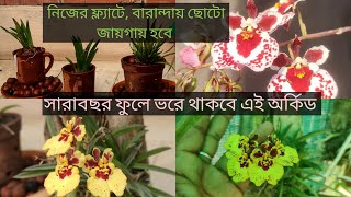 Tolumnia Orchid এই ভাবে পরিচর্যা করলে সারা বছর ফুলে ভরে থাকবেCare amp CultureSandip Orchid tolumnia [upl. by Mell]