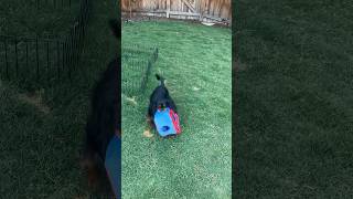 cute little dog playing fetch in yard with big barn toy [upl. by Lemon135]