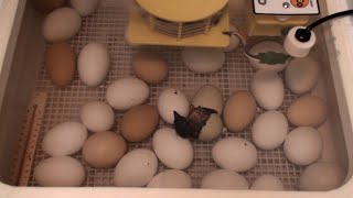 Araucana Chick Hatching seen on 4H EGG Cam [upl. by Emmalee]