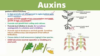 Auxins  Plant Hormones [upl. by Oberon763]