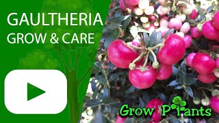 Gaultheria  grow amp care Wintergreen [upl. by Tirma943]