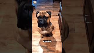 Bull Mastiff 101 🐶🦁❤️Think YOU Can Handle This Powerful amp Loyal Breed 🤔🐶 bullmastiff mastiff dog [upl. by Meador]