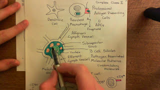 Corticosteroids for Asthma Part 3 [upl. by Yhtuv]