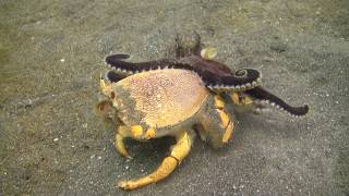 Octopus fighting crab [upl. by Noivad]