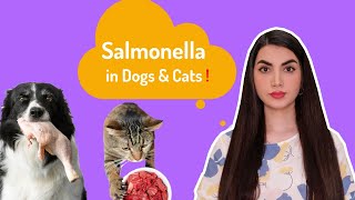 Salmonella Infection In Dogs amp Cats Symptoms Causes amp Treatments [upl. by Agate]