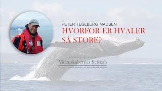 Peter Teglberg Madsen  Hvorfor er hvaler så store [upl. by Anitsihc]