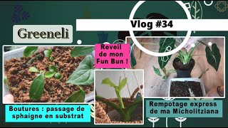 Vlog plantes34  boutures en sphaigne réveil Fun Bun rempotage express Micholitziana déc 2023 [upl. by Barty]