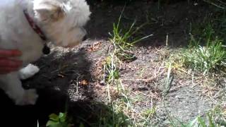 Westie Meets Gopher [upl. by Jessalyn]