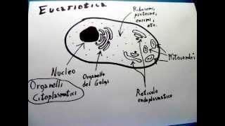 Pillole di Biologia 1 Cellula Eucariota e Procariota [upl. by Laurella]