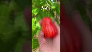 Cashew  jambu mete Anacardium occidentale fruit gardenhome nature brazil [upl. by Nuawd933]