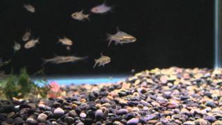 00135MTS Sawbwa resplendens Naked Dwarf Rasbora [upl. by Uranie421]