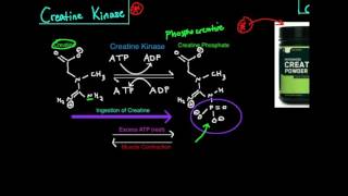 Creatine KinasePhosphagen System [upl. by Fassold]