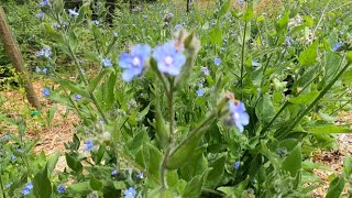 Green Alkanet the Weed Youve Never Heard of [upl. by Eceirahs]