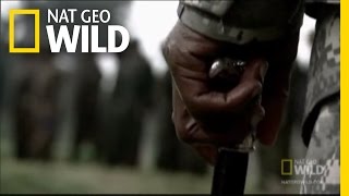 Gorillas at Risk in the Congo  Nat Geo Wild [upl. by Nyledam]